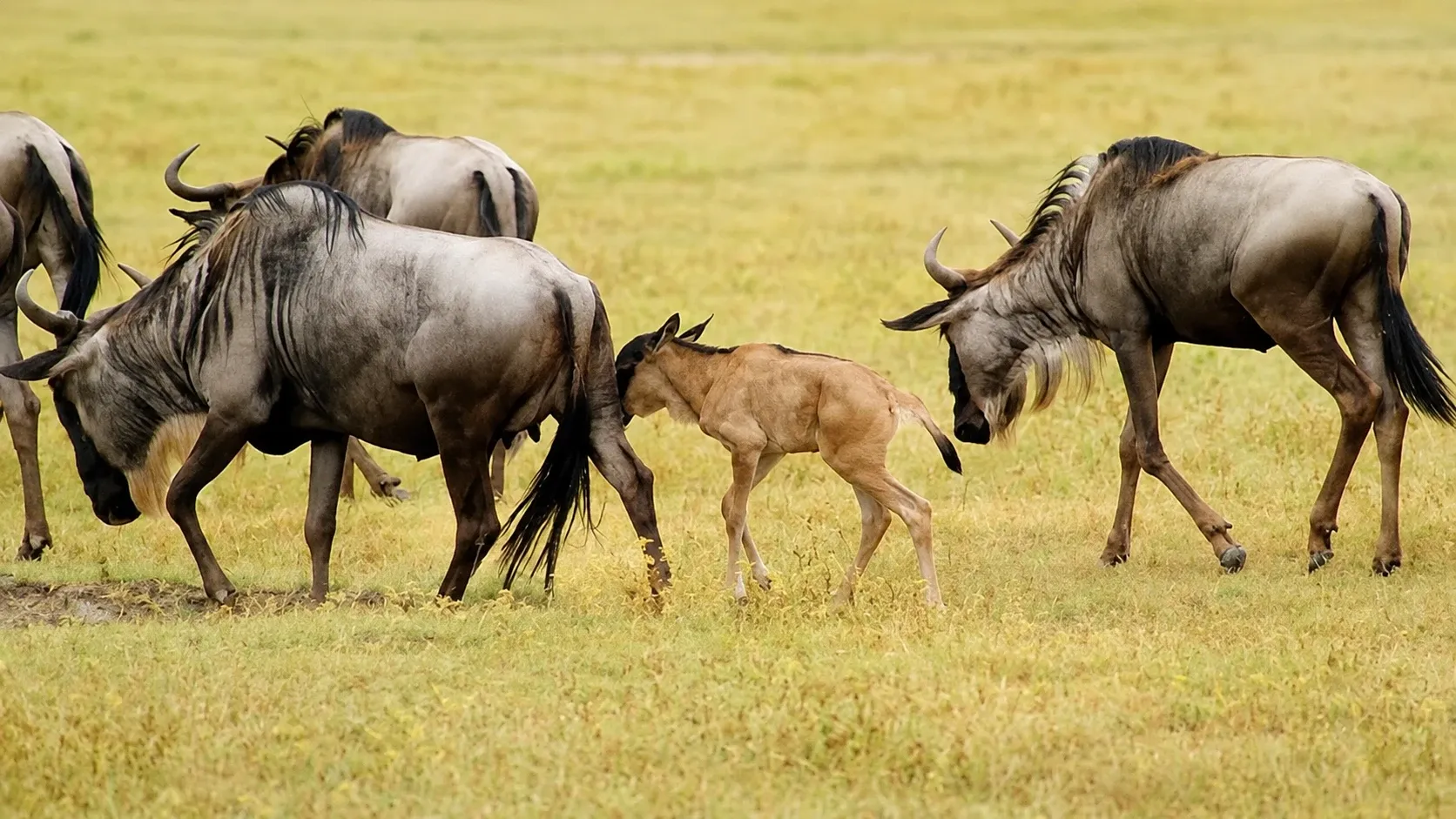 Day 4: Ndutu Area – Full day Game drive with Slower Paced Wildlife Observation