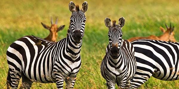 Day 6: Central Serengeti – Full Day Game drive
