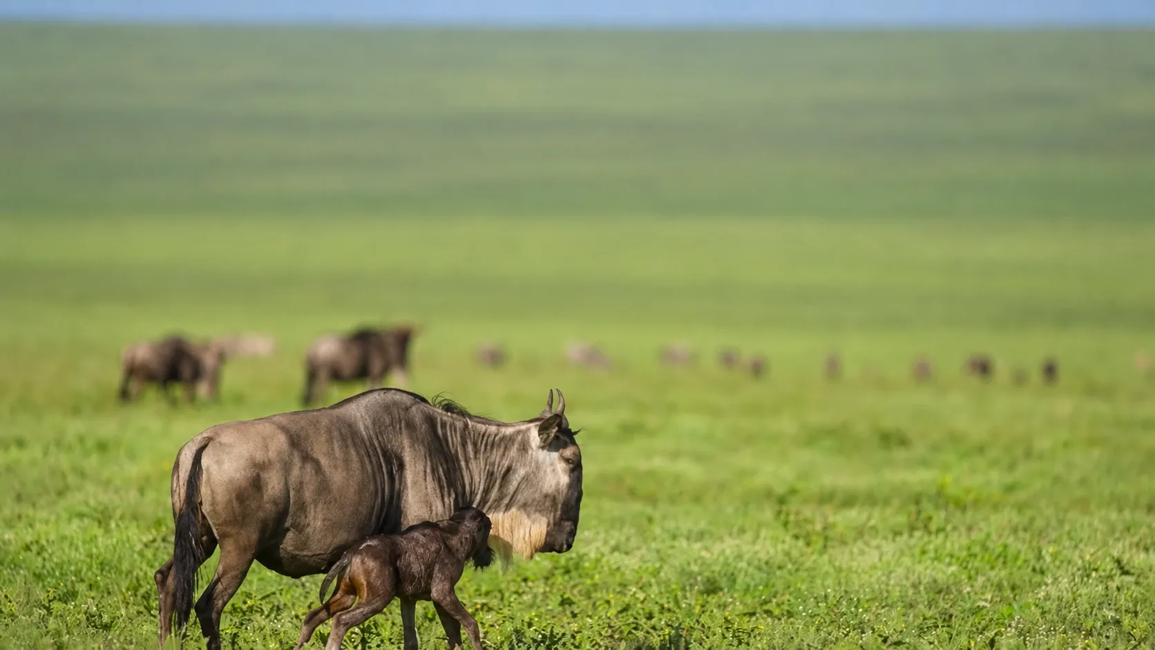 Day 5: Full day Game drive -Central Serengeti
