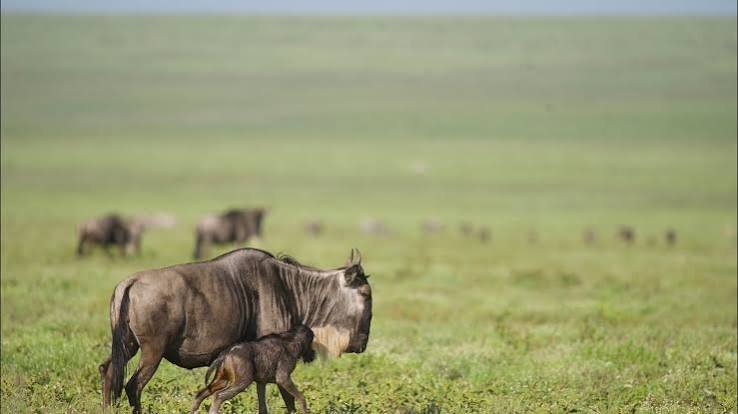 Day 7: Central Serengeti – Ngorongoro Conservation Area
