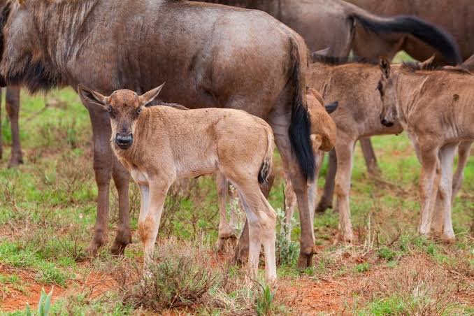 Day 8: Ngorongoro Crater – Arusha