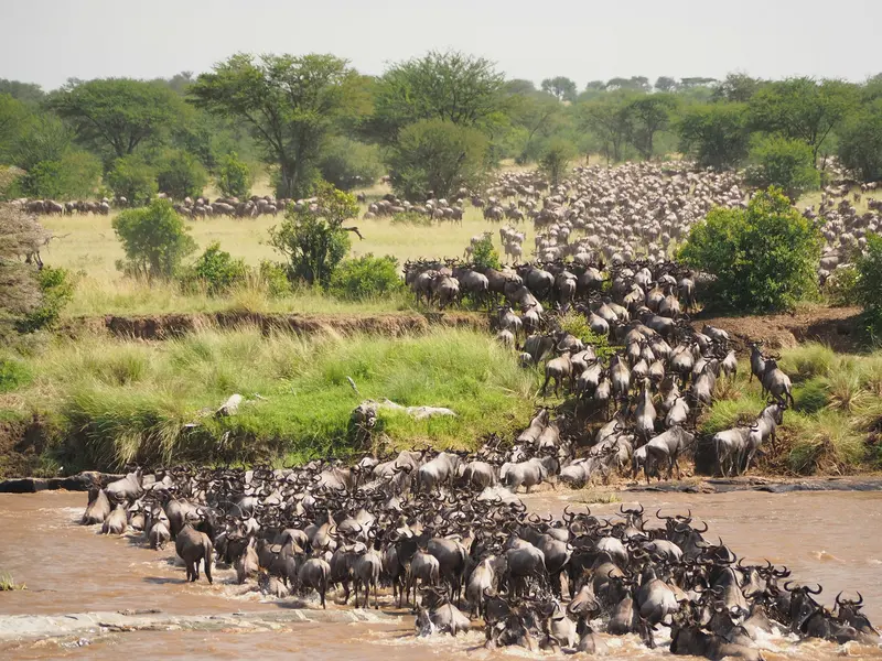 Day 6: Northern Serengeti – Full-Day Mara River Safari