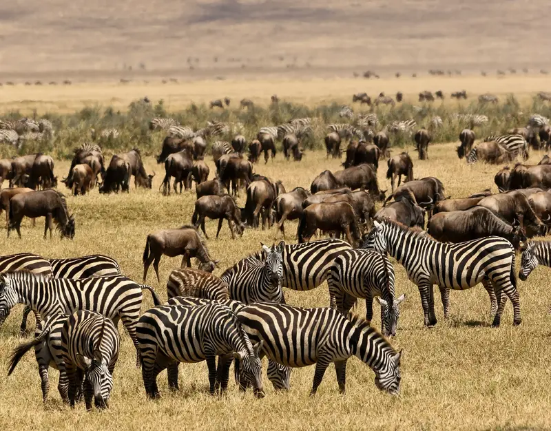 Day 4: Northern Serengeti – Full-Day Great Migration & Mara River Safari
