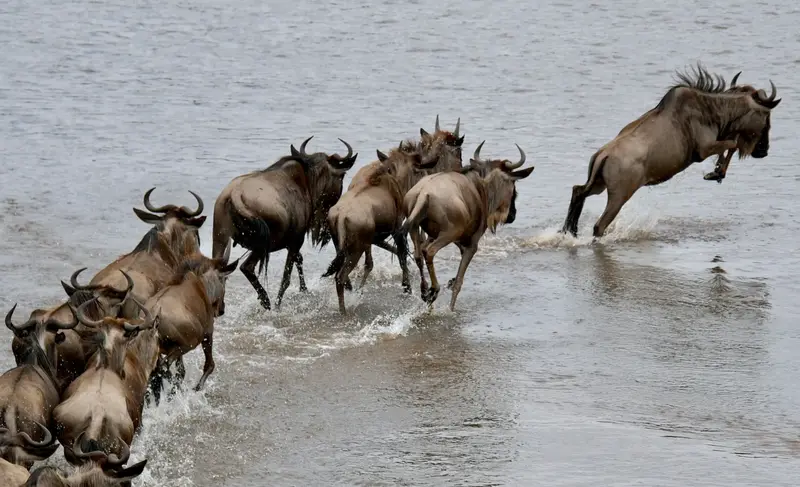 Day 3: Central Serengeti – Northern Serengeti – Great Migration