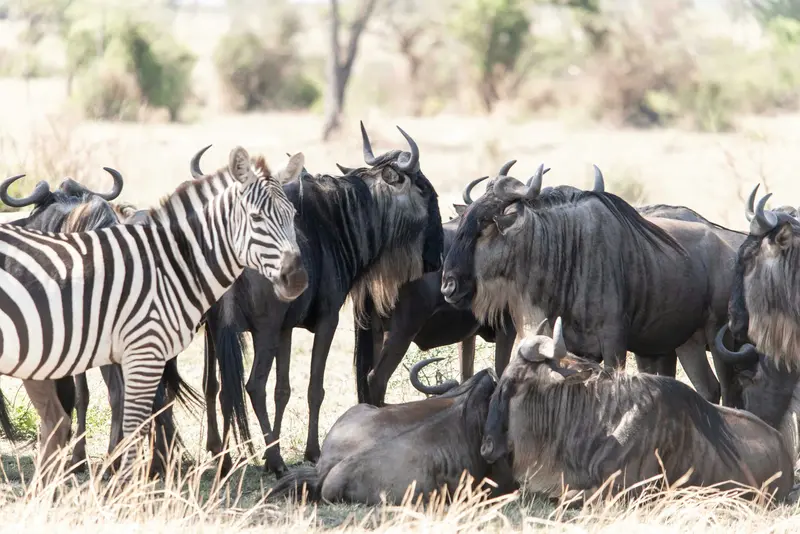 Day 5: Northern Serengeti – Full-Day Great Migration