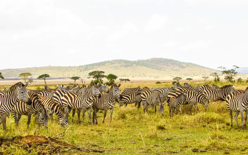 Day 5: Northern Serengeti – Mara River Migration Safari