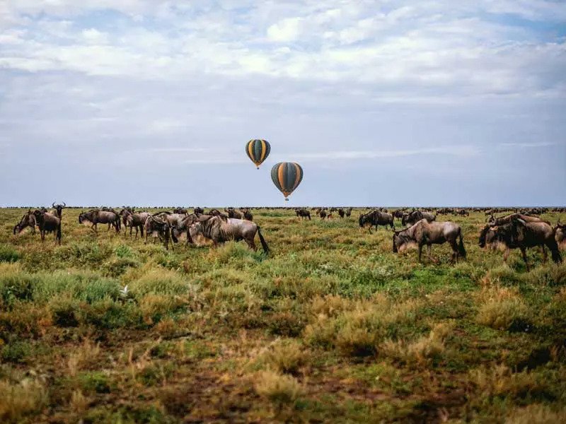 Ndutu Hot-Air Balloon Safari During the Calving Season