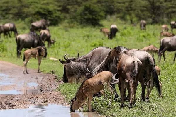 How to Combine Ndutu With Central Serengeti