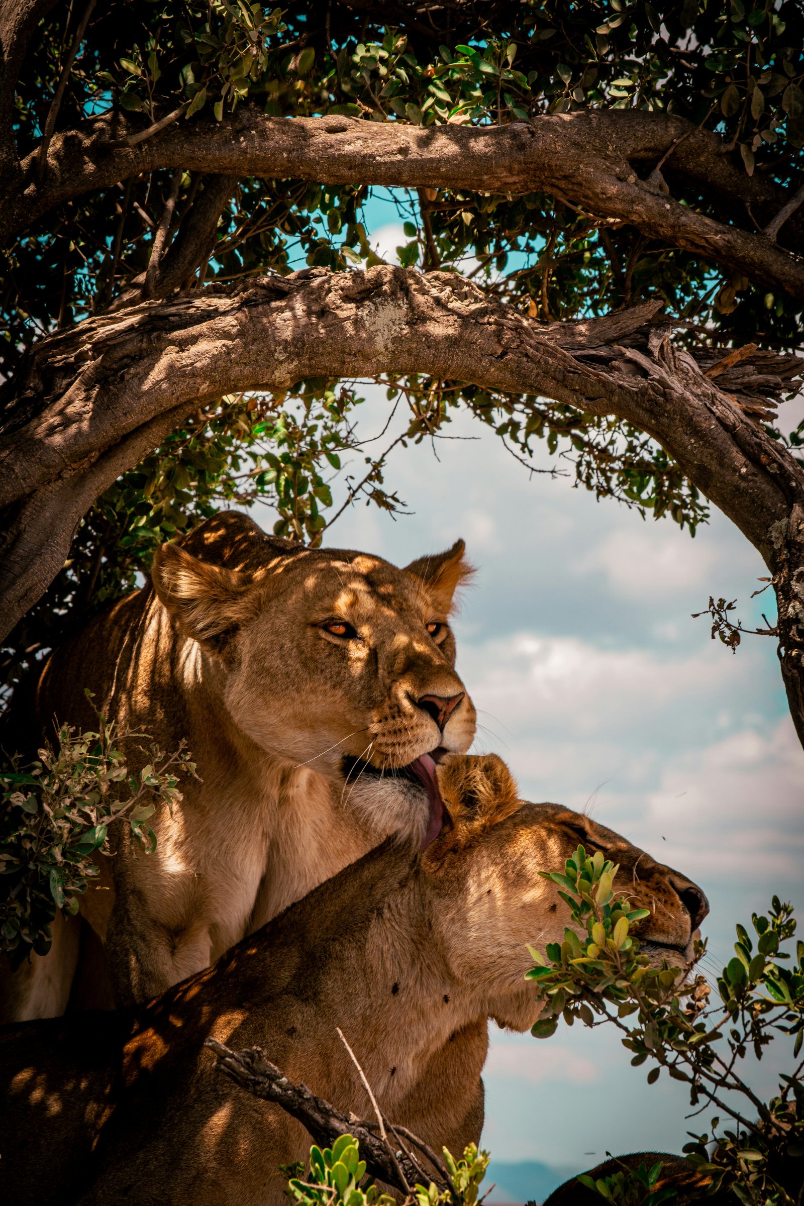 Tanzania Safari from Zanzibar Cost | Flights, Parks and Accommodation