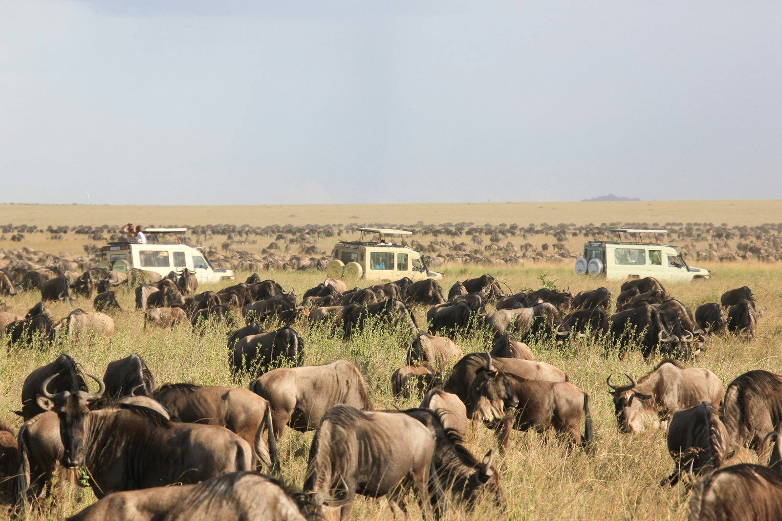 When to Book a Tanzania Safari | How Far in Advance to Plan
