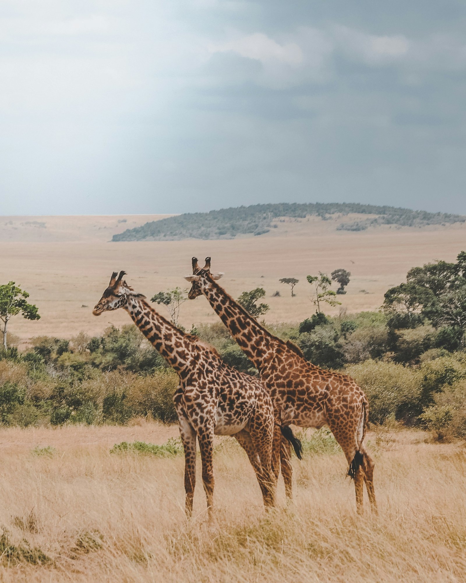 Local Tanzania Tour Operator vs Overseas Travel Agent: Which Is Better for Your Safari?