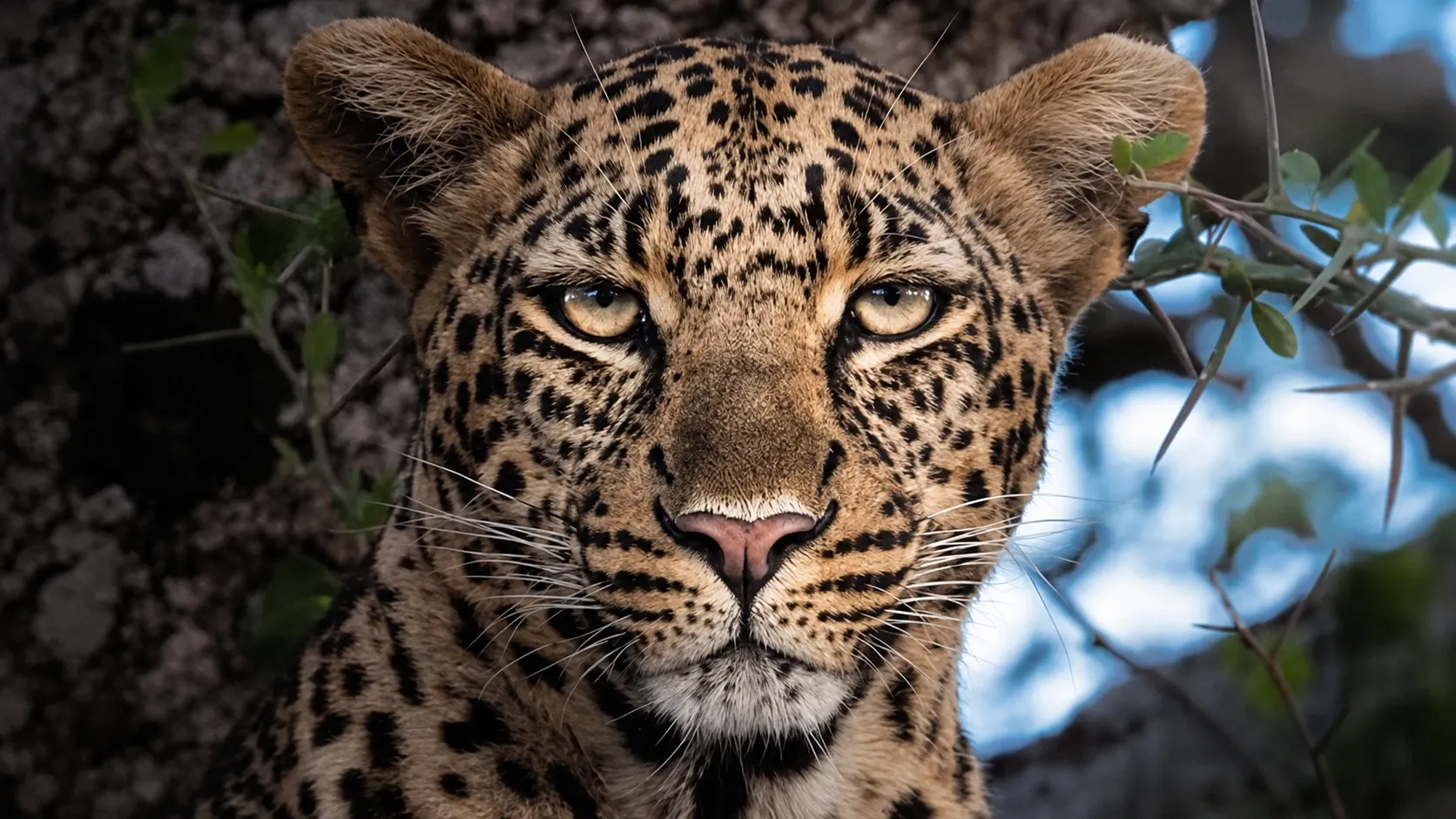 4-Day Tanzania Safari Cost: Routes & Itinerary Options