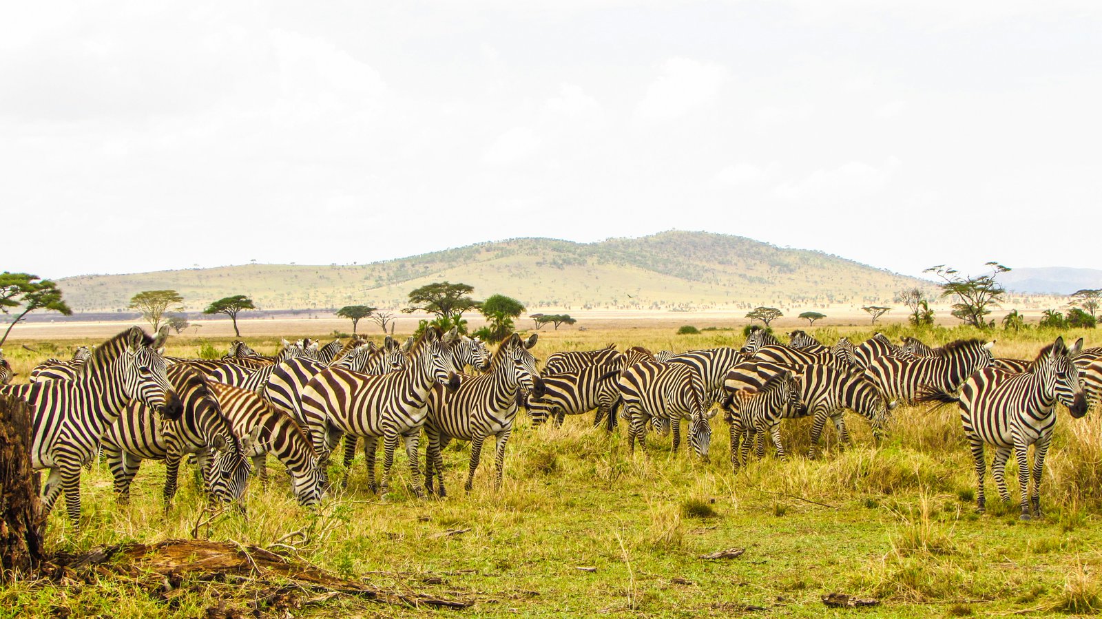 How to Pay for a Tanzania Safari Safely