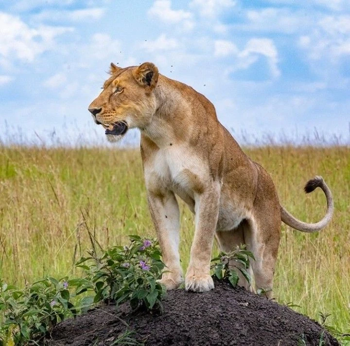 Day 5: Central Serengeti – Wildlife Viewing and Return Journey – Arusha