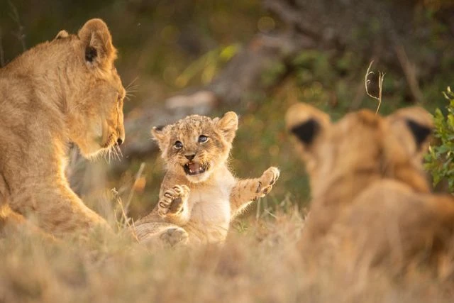 Day 4: Kogatende/Mara River Area – Serengeti Wildlife Drive – Central Serengeti