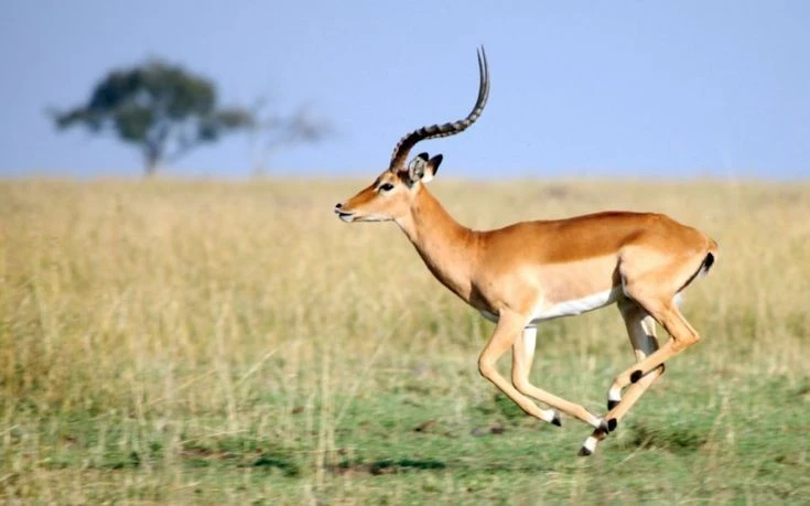Day 1: Drive from Arusha to Central Serengeti with Afternoon Game Drive