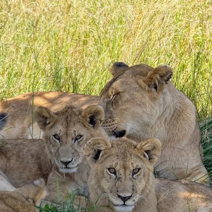 Day 2: Explore Central Serengeti Plains with Morning and Afternoon Game Drives