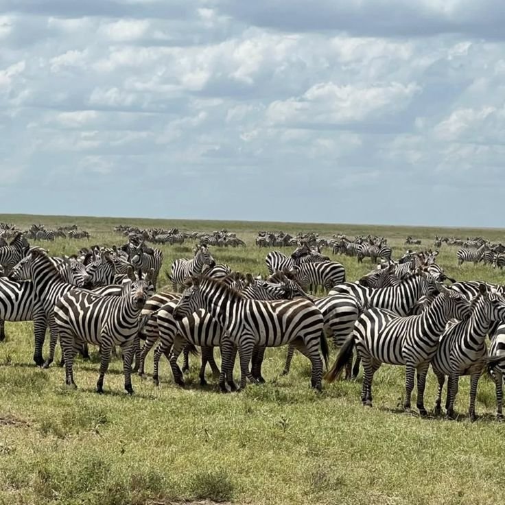 12 Days Grand Tanzania Safari Adventure 2026/2027 Safari